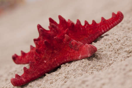 Beach compositions. Shells on sandの写真素材