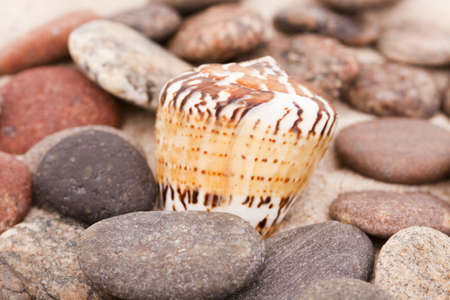 Beach compositions. Shells on sandの写真素材