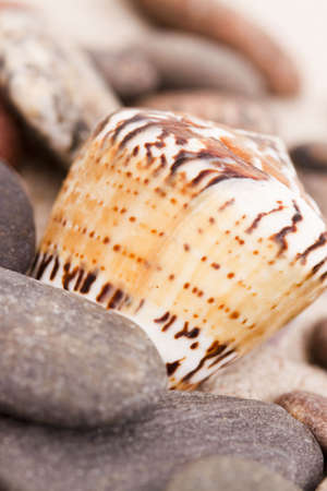 Beach compositions. Shells on sandの写真素材