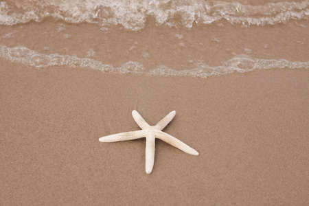 Shells on the beachの写真素材