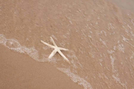 Shells on the beachの写真素材