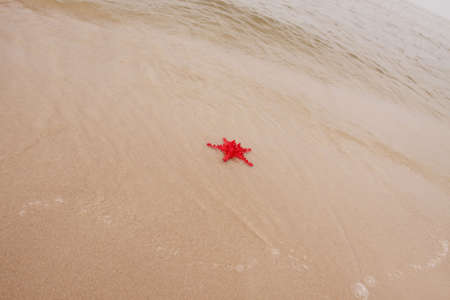 Shells on the beachの写真素材