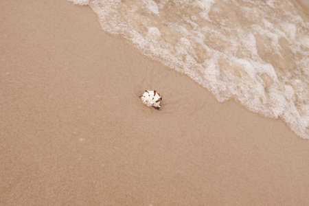 Shells on the beachの写真素材