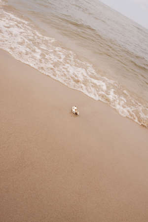 Shells on the beachの写真素材