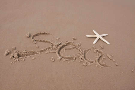 Shells on the beachの写真素材