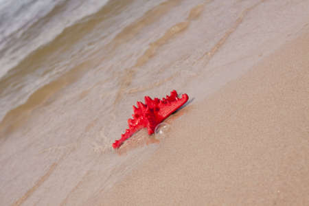 Shells on the beachの写真素材