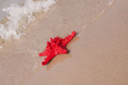 Beach compositions. Shells brought by the waterの写真素材