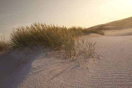 Desert compositions. Desert dunesの写真素材