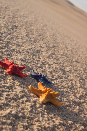 Beach compositions. Shells on sandの写真素材
