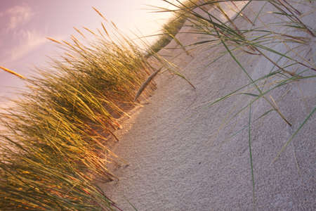 Desert compositions. Desert dunesの写真素材