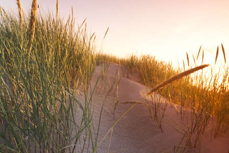Desert compositions. Desert dunesの写真素材