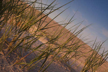 Desert compositions. Desert dunesの写真素材