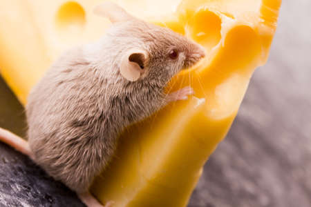 Mouse vs. cheese  の写真素材