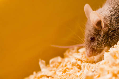 Mouse vs. cheese  の写真素材