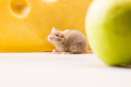 The Mouse and the apple  の写真素材