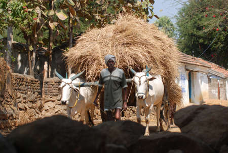 Man with Bullock cart Indiaのeditorial素材