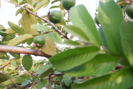 selective focus on guava leaf shoots which are useful as traditional herbal medicines to treat diarrhea, lower cholesterol and to relieve coughs and coldsの写真素材