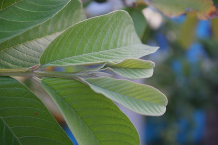 selective focus on guava leaf shoots which are useful as traditional herbal medicines to treat diarrhea, lower cholesterol and to relieve coughs and coldsの写真素材