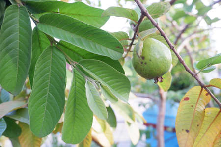 selective focus on guava leaf shoots which are useful as traditional herbal medicines to treat diarrhea, lower cholesterol and to relieve coughs and coldsの写真素材