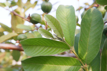 selective focus on guava leaf shoots which are useful as traditional herbal medicines to treat diarrhea, lower cholesterol and to relieve coughs and coldsの写真素材