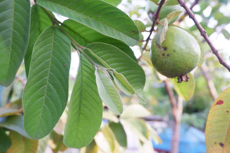 selective focus on guava leaf shoots which are useful as traditional herbal medicines to treat diarrhea, lower cholesterol and to relieve coughs and coldsの写真素材