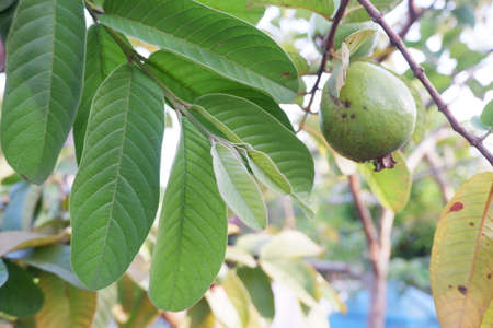 selective focus on guava leaf shoots which are useful as traditional herbal medicines to treat diarrhea, lower cholesterol and to relieve coughs and coldsの写真素材