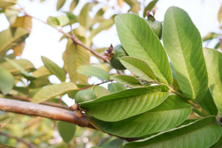 selective focus on guava leaf shoots which are useful as traditional herbal medicines to treat diarrhea, lower cholesterol and to relieve coughs and coldsの写真素材