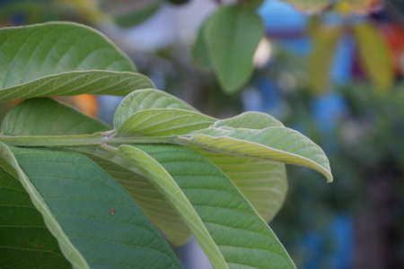 selective focus on guava leaf shoots which are useful as traditional herbal medicines to treat diarrhea, lower cholesterol and to relieve coughs and coldsの写真素材