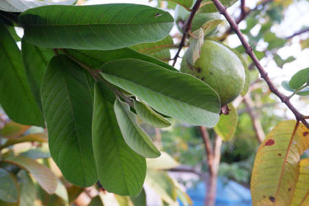 selective focus on guava leaf shoots which are useful as traditional herbal medicines to treat diarrhea, lower cholesterol and to relieve coughs and coldsの写真素材
