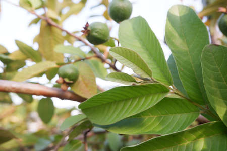 selective focus on guava leaf shoots which are useful as traditional herbal medicines to treat diarrhea, lower cholesterol and to relieve coughs and coldsの写真素材