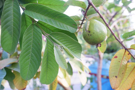 selective focus on guava leaf shoots which are useful as traditional herbal medicines to treat diarrhea, lower cholesterol and to relieve coughs and coldsの写真素材