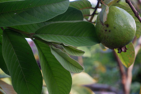 selective focus on guava leaf shoots which are useful as traditional herbal medicines to treat diarrhea, lower cholesterol and to relieve coughs and coldsの写真素材