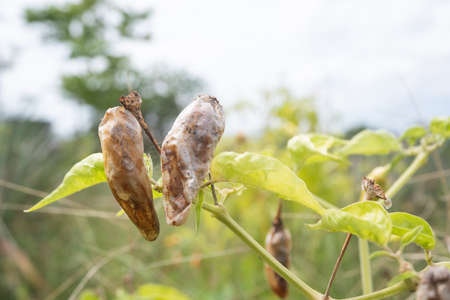 selectively focus on the chili or pepper which is rotten due to plant pests and bad weather, so that farmers fail to harvestの写真素材