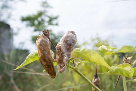 selectively focus on the chili or pepper which is rotten due to plant pests and bad weather, so that farmers fail to harvestの写真素材