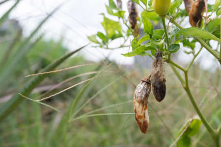 selectively focus on the chili or pepper which is rotten due to plant pests and bad weather, so that farmers fail to harvestの写真素材