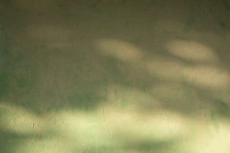 bokeh shadow of leaves on green wallの写真素材