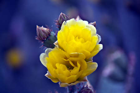 Yellow cactus blossom on a blured backgeound with copy spaceの写真素材