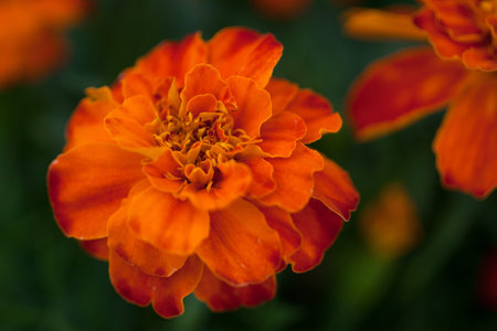 Springtime flower blossom close-up in beautiful colors
