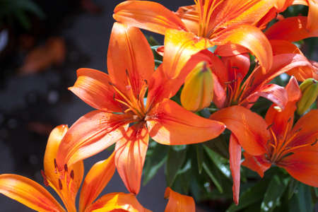 Springtime flower blossom close-up in beautiful colorsの写真素材