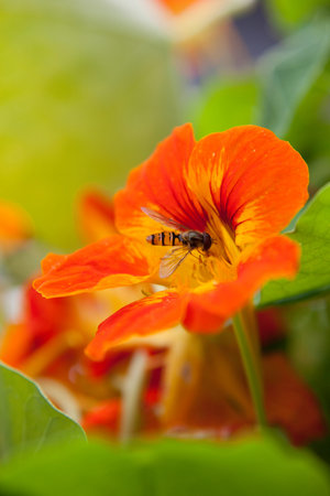 insect on a flower