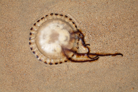 Jellyfish on the beach