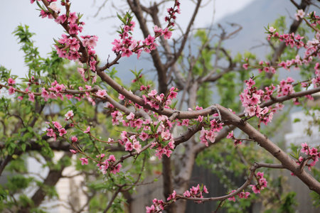 blossoming flower at outdoor