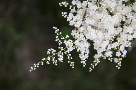 White wildflowersの写真素材