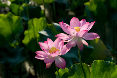 Lotusの写真素材