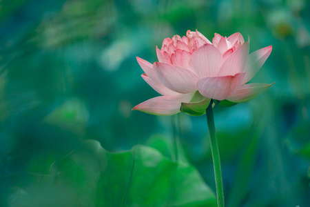 Lotusの写真素材