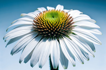 Close-up photography of a blooming coneflower showcasing its unique cone-shaped center and delicate petals on a sunny day.の写真素材
