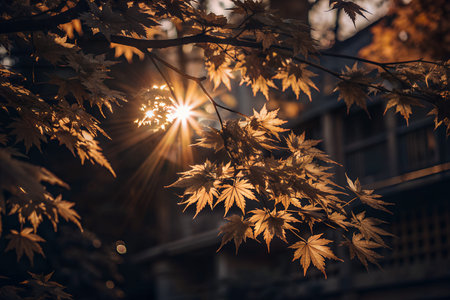 Golden sunlight shines through vibrant autumn leaves, creating a warm and serene atmosphere in a...