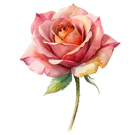 A delicate and romantic watercolor painting of a single rose, isolated on a white background. Perfect for adding a touch of elegance to any project.のイラスト素材