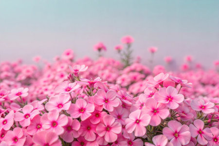 Close-up of pink and white phlox flowers blooming in a lush garden. The flowers are in full bloom and have a delicate, sweet fragrance.の写真素材