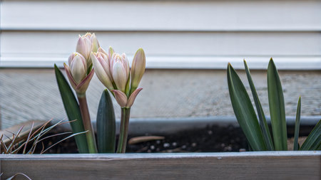 Close-up of vibrant budding flowers and lush green shoots in a garden.  New growth and springtime imagery.の写真素材